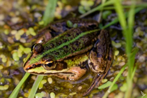 grenouille