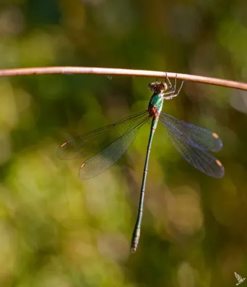 Insectes