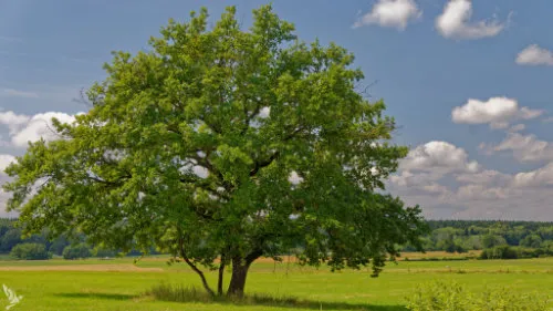 Arbres
